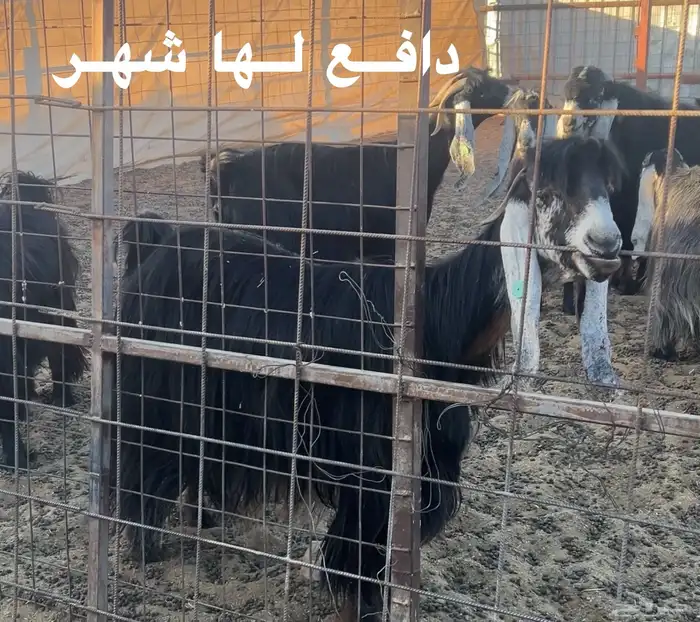 سبع معزا عوارض 5