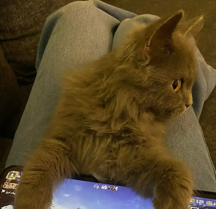 قط سكوتش للبيع 0