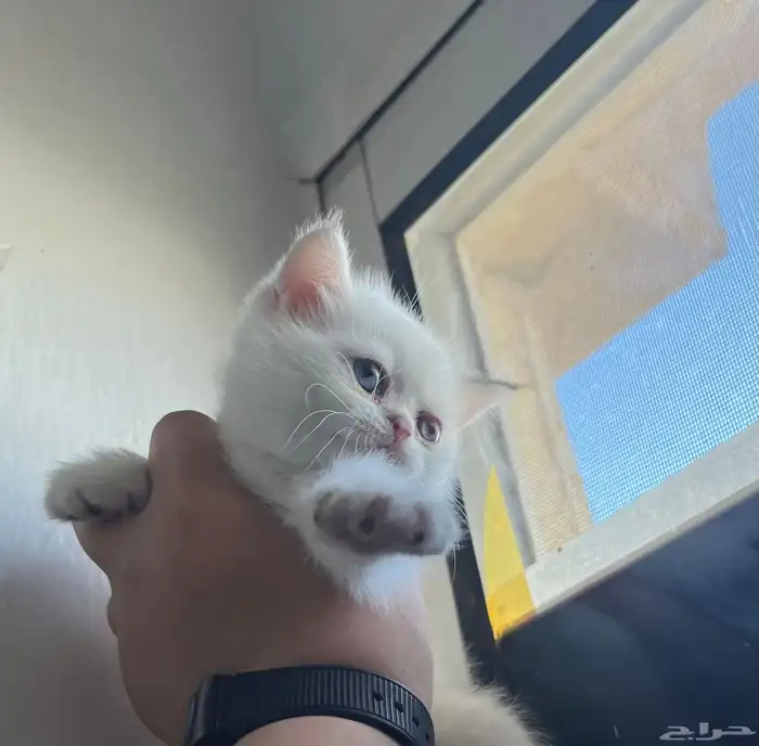 للبيع قطط سكوتش بيور متوفر (((تابي وتمارا ))( 2