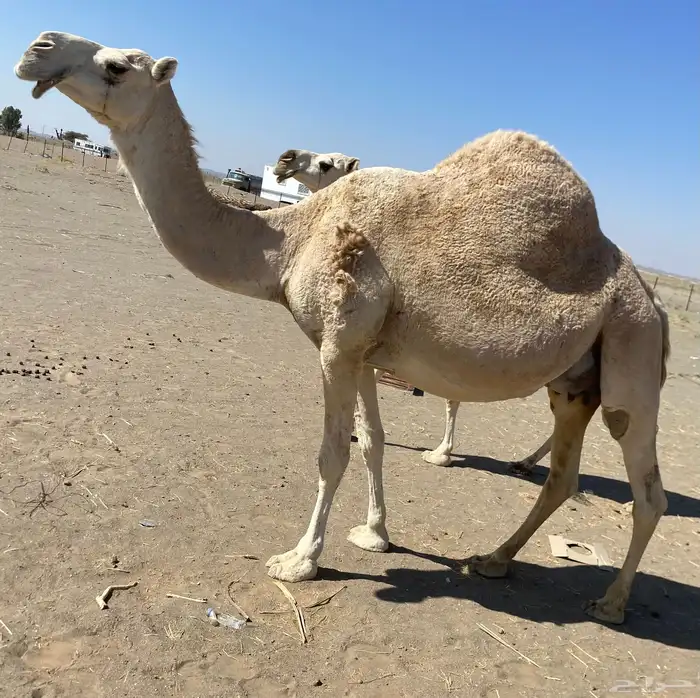 لقحه ملاقي واصل منيح وهديه 0