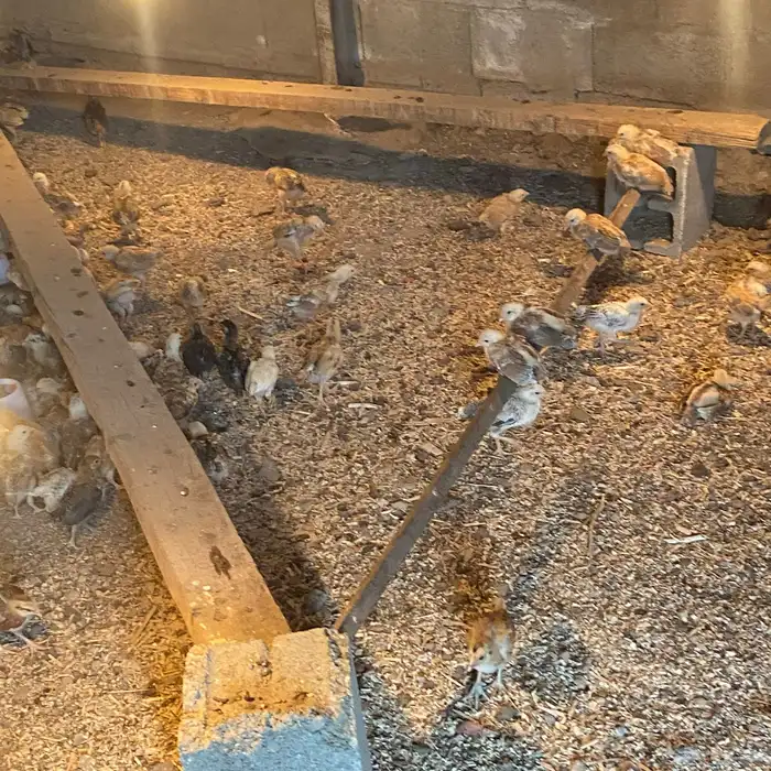 فروخ للبيع عمارها 26بلدي شي كفو 2