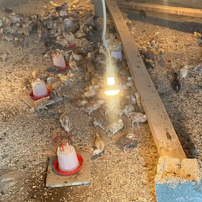 فروخ للبيع عمارها 26بلدي شي كفو 1