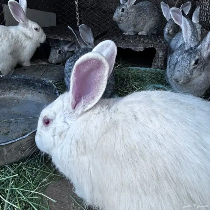 ارنب لبيع كفوا 7