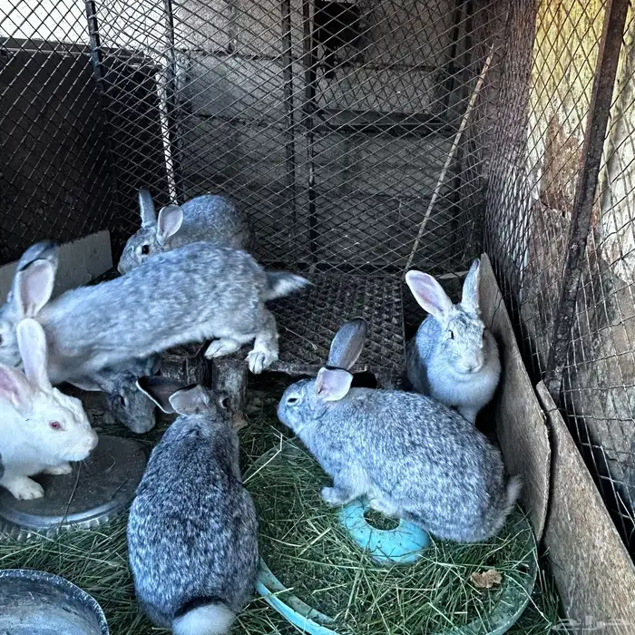 ارنب لبيع كفوا 4