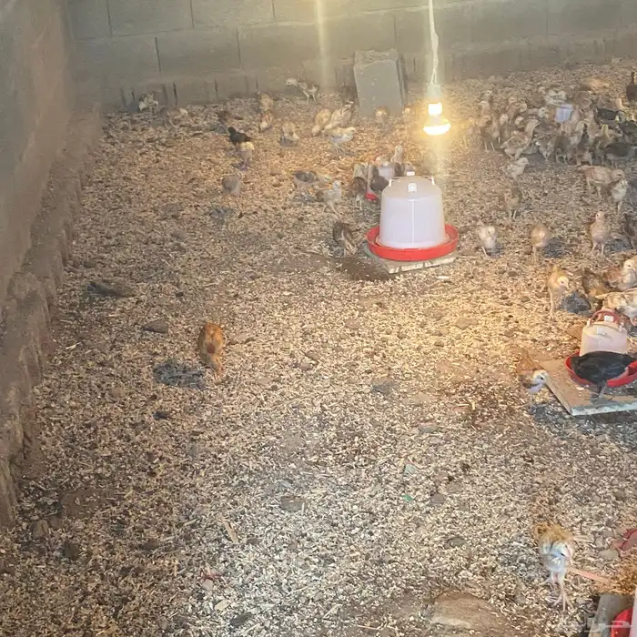 فروخ للبيع عمارها 26بلدي شي كفو 3