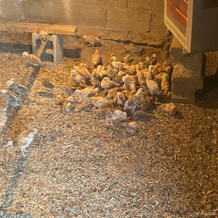 فروخ للبيع عمارها 26بلدي شي كفو 7