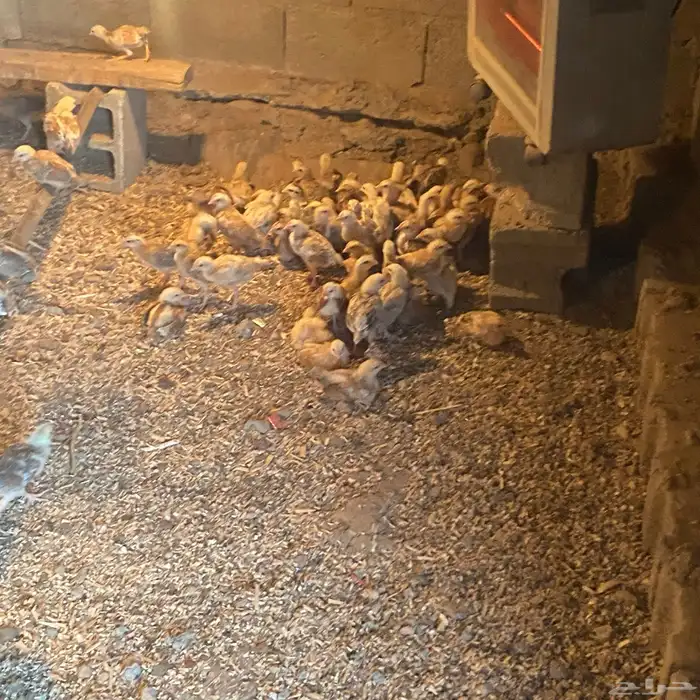 فروخ للبيع عمارها 26بلدي شي كفو 8