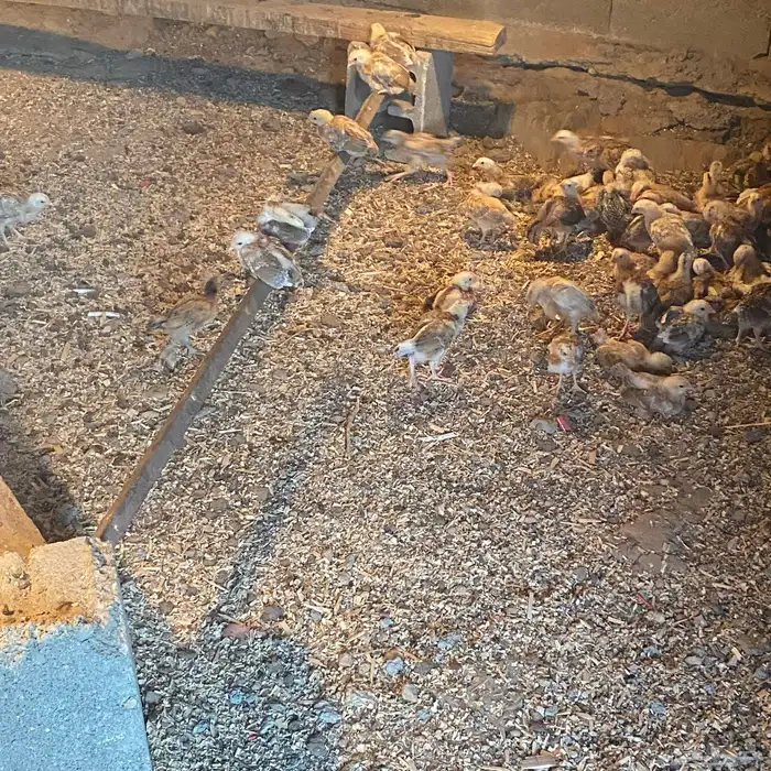 فروخ للبيع عمارها 26بلدي شي كفو 4