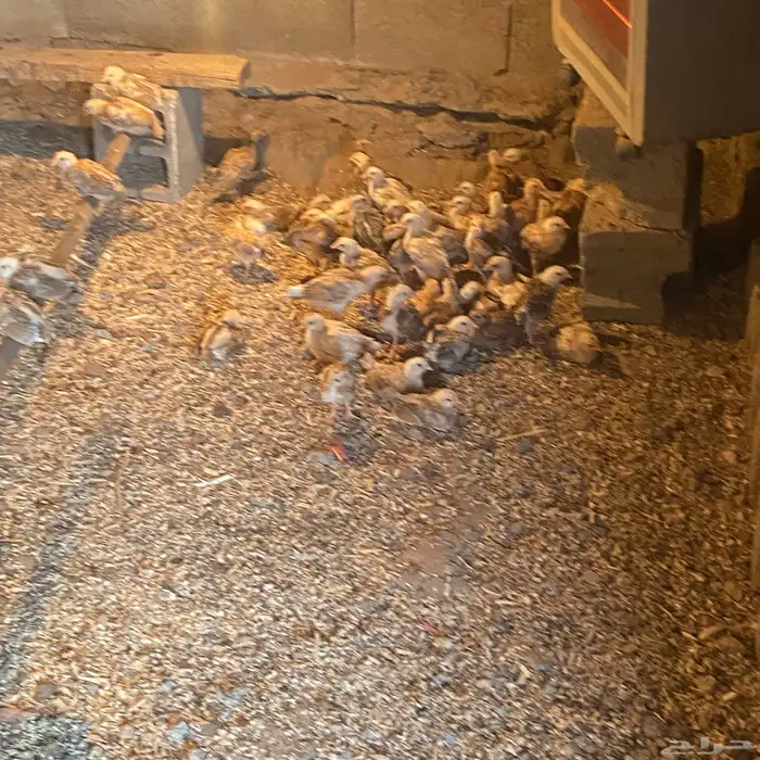 فروخ للبيع عمارها 26بلدي شي كفو 5