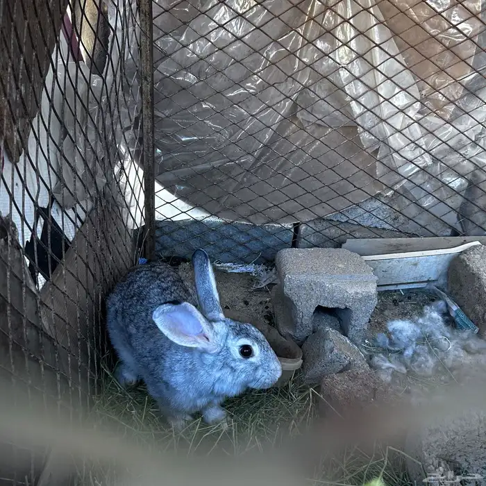 ارنب لبيع كفوا 6