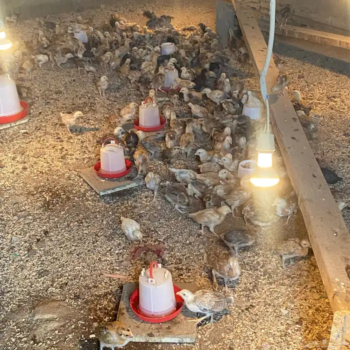 فروخ للبيع عمارها 26بلدي شي كفو 6