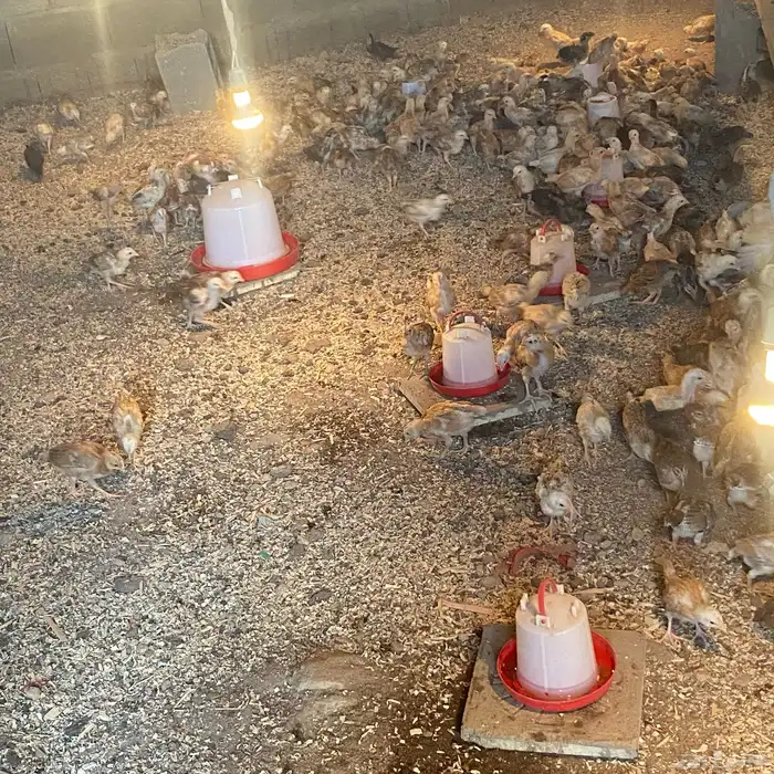 فروخ للبيع عمارها 26بلدي شي كفو 0