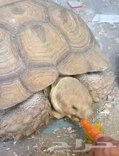 زوج سلاحف سلحفاة سولوكاتا او سولكاتا 3