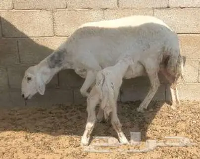 نعجة حرية صنف تحتها رخلة فاخرة 3