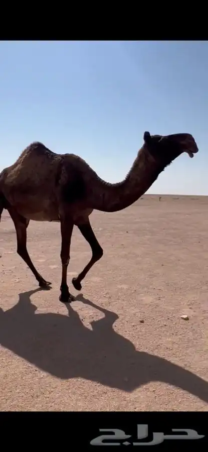 للبيع لقحه ملاقي 0