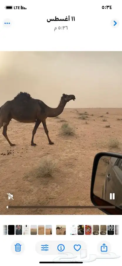 لقحه مجهم تلاقي بشهر سبعه 2