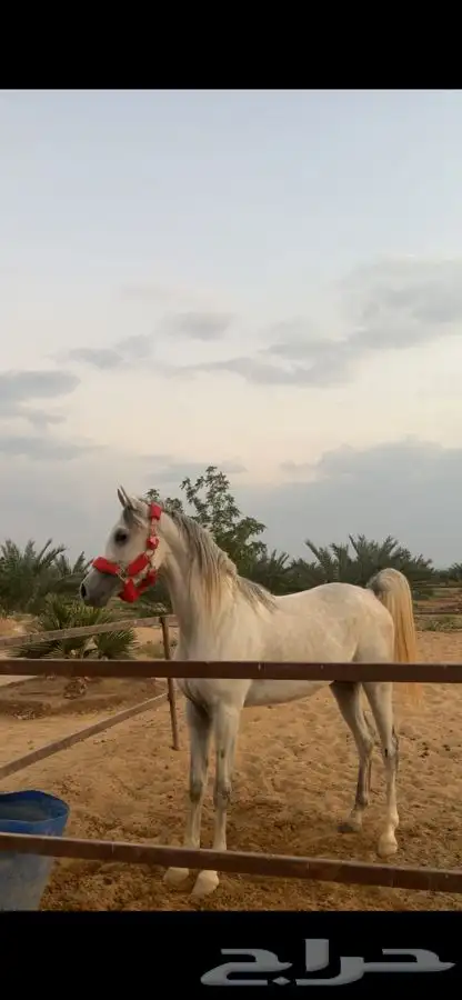 خيل شعبي عربي 2