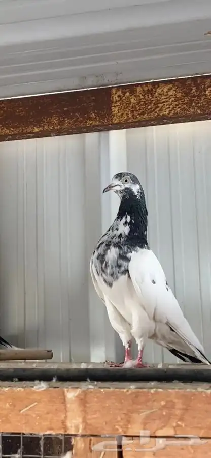 مطلوب باكستاني 0