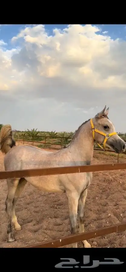 خيل شعبي عربي 0