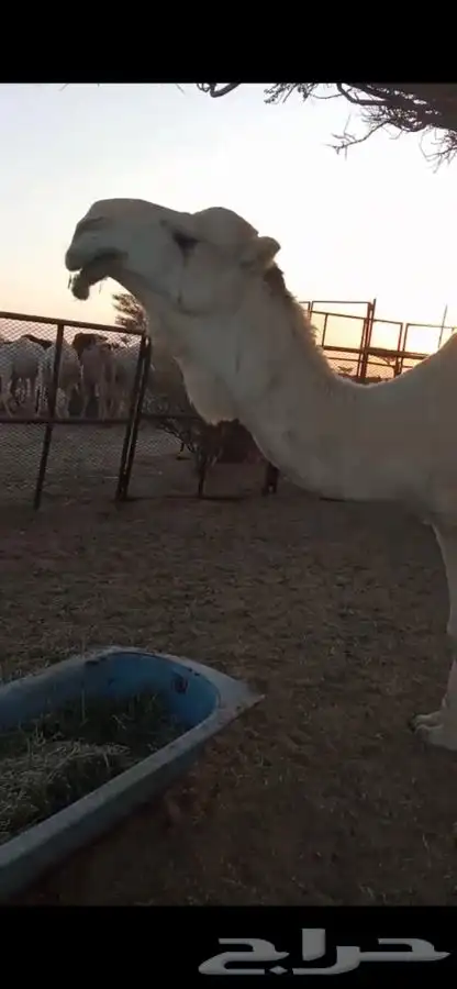 للبيع بعير عفر 0