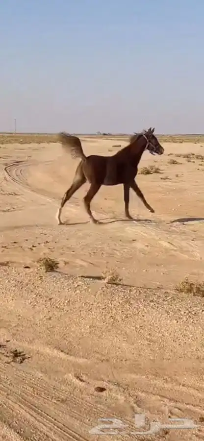 مهر عربي شيخ 1