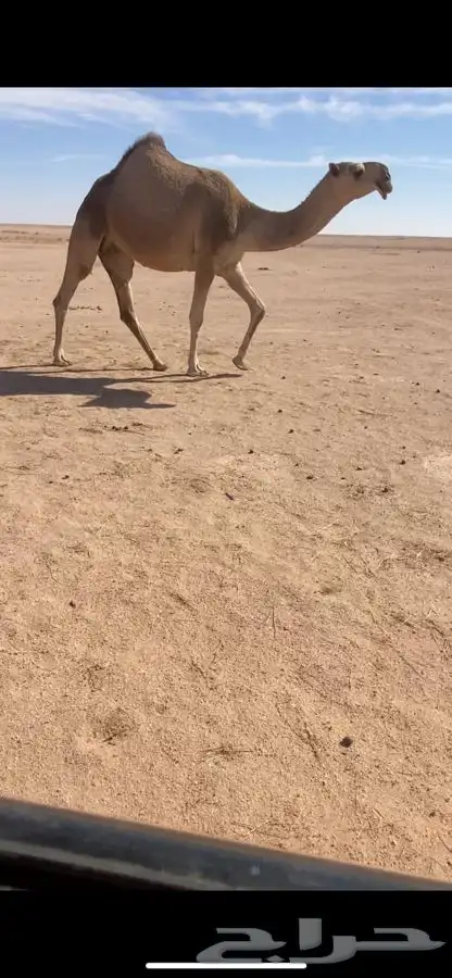 لقحات2 شقحا وضحا 1