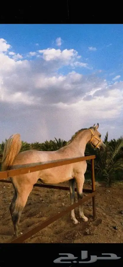 خيل شعبي عربي 1