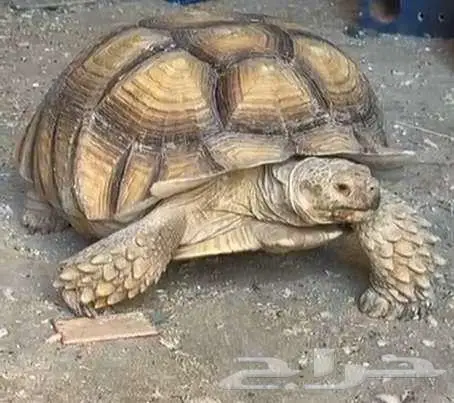 زوج سلاحف سلحفاة سولوكاتا او سولكاتا 0
