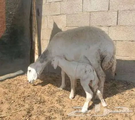 نعجة حرية صنف تحتها رخلة فاخرة 0