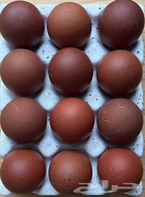 دجاج الماران الفرنسي 0