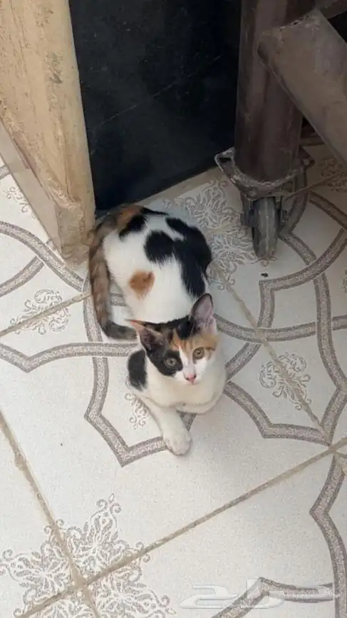 قط ذكر وقطة أنثى للتبني 0