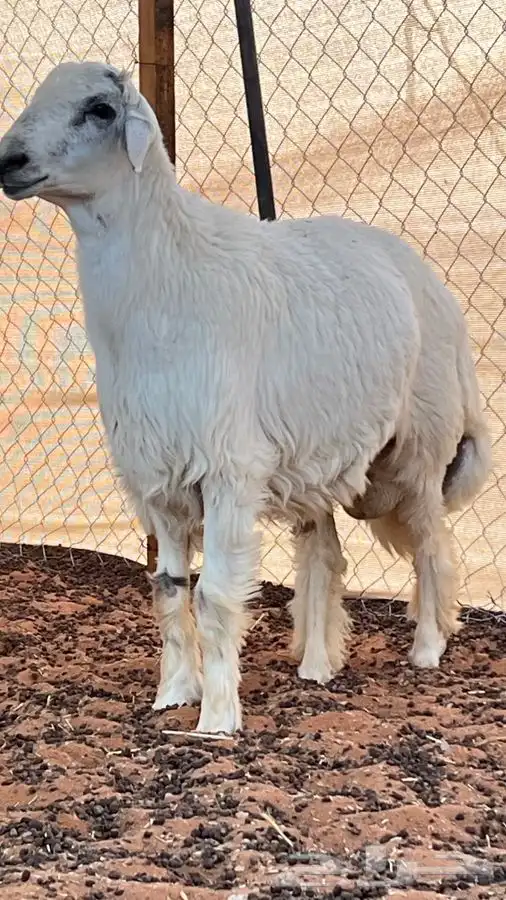 ابو عبدالله للذبايح 3