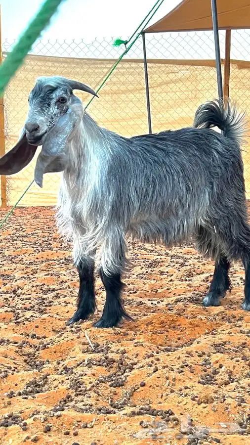 ابو عبدالله للذبايح 12