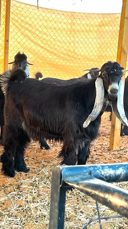 ابو عبدالله للذبايح 8