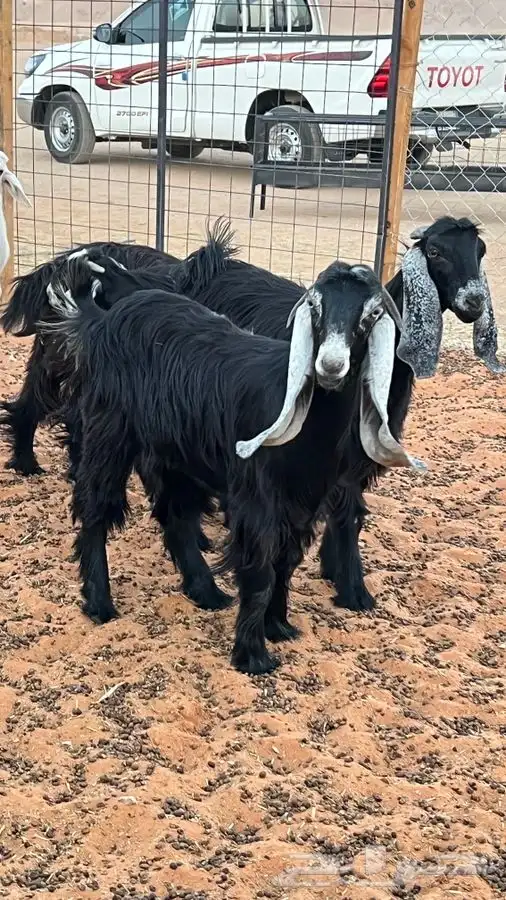 ابو عبدالله للذبايح 13