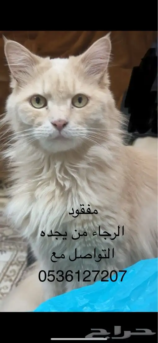 قط مفقود ضايع شيرازي لونه ذهبي حي النخيل الرياض 3
