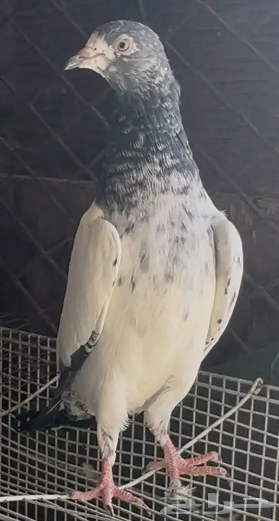 طبات باكستاني بيور 6