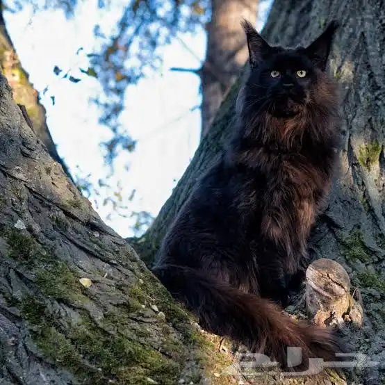 قطط ماين كون للبيع متبقي 2 ذكور بلاك احجام كبيرة جدا 2