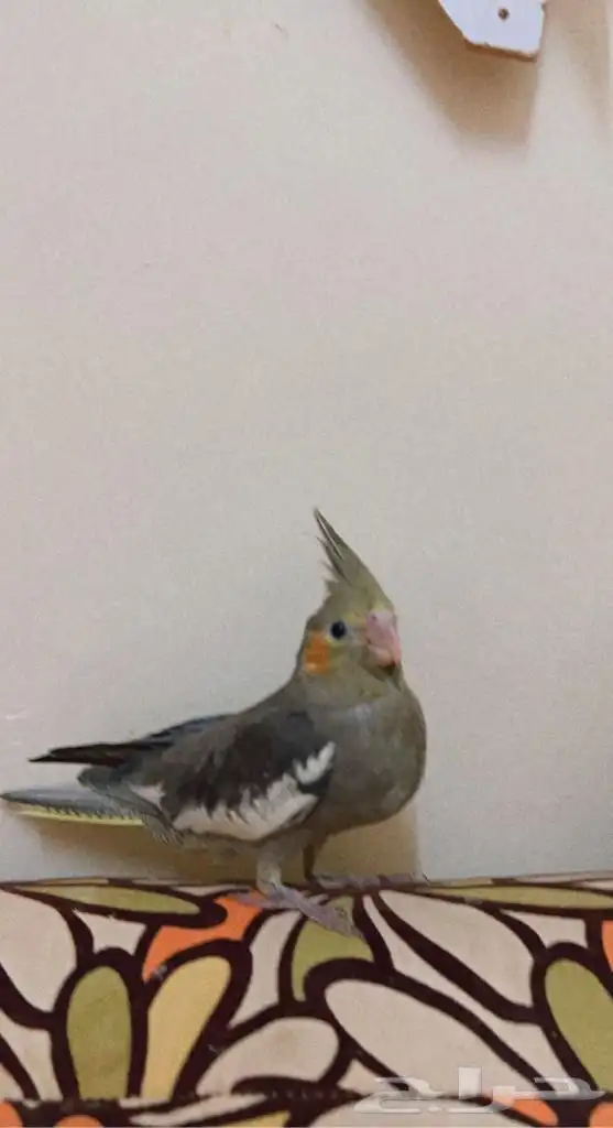 كوكتيل اليف وهدد 1