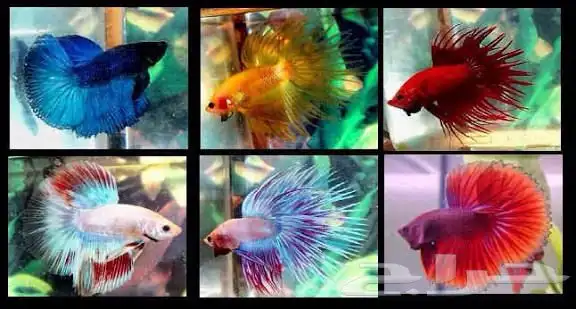 سمك الفايتر متوفر جميع الألوان 0