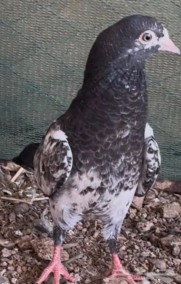 طبات باكستاني بيور 8