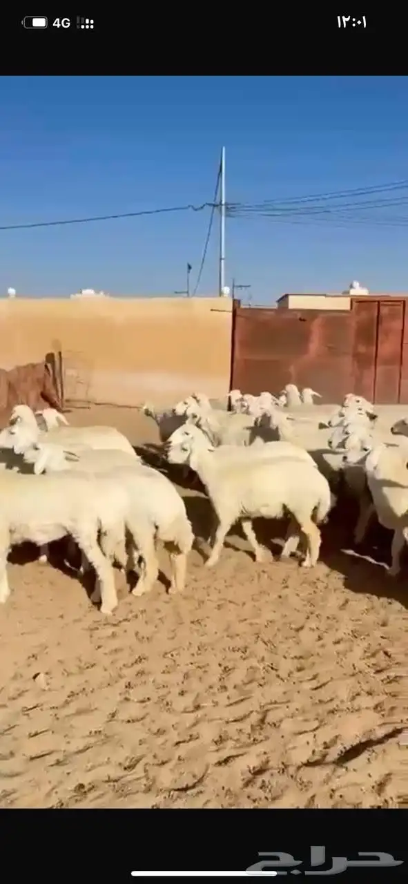 رخال حريات صنف 0