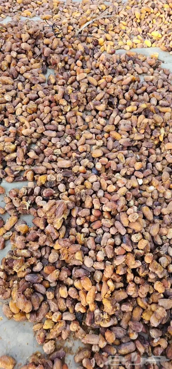 للبيع تمر نفيع 0