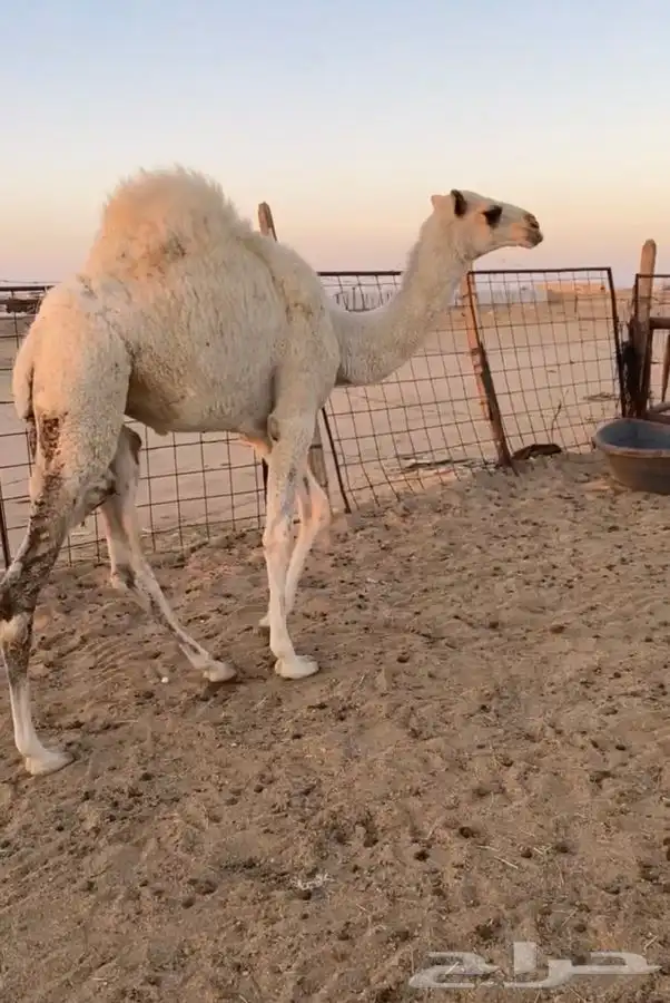 اللبيع بكره 1