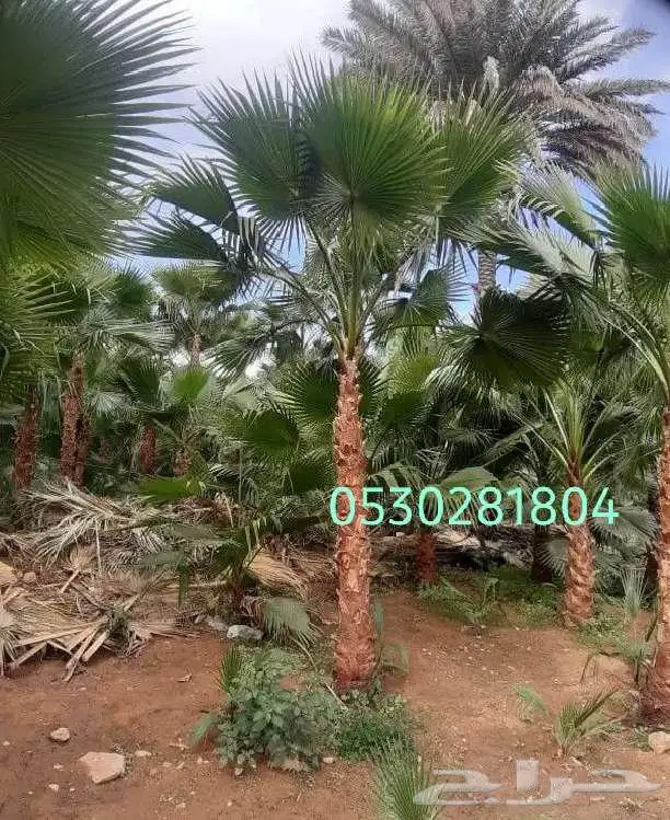 نخل واشنطني  نخل للبيع 0