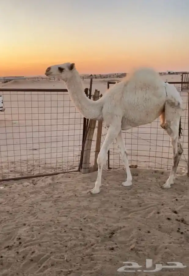 اللبيع بكره 0