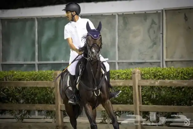 فرس قفز انجليزيه 3