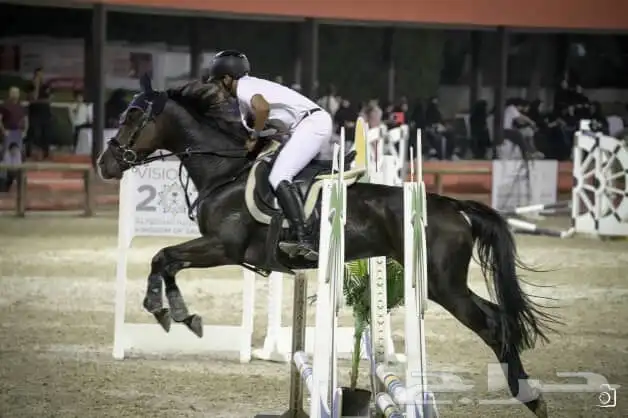 فرس قفز انجليزيه 2