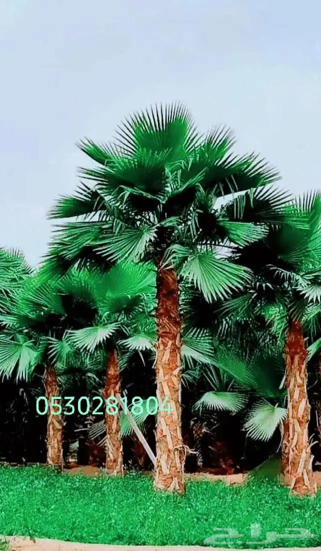 نخل واشنطني  نخل للبيع 1