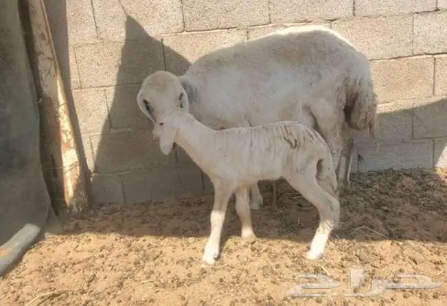 نعجة حرية صنف تحتها رخلة فاخرة 1